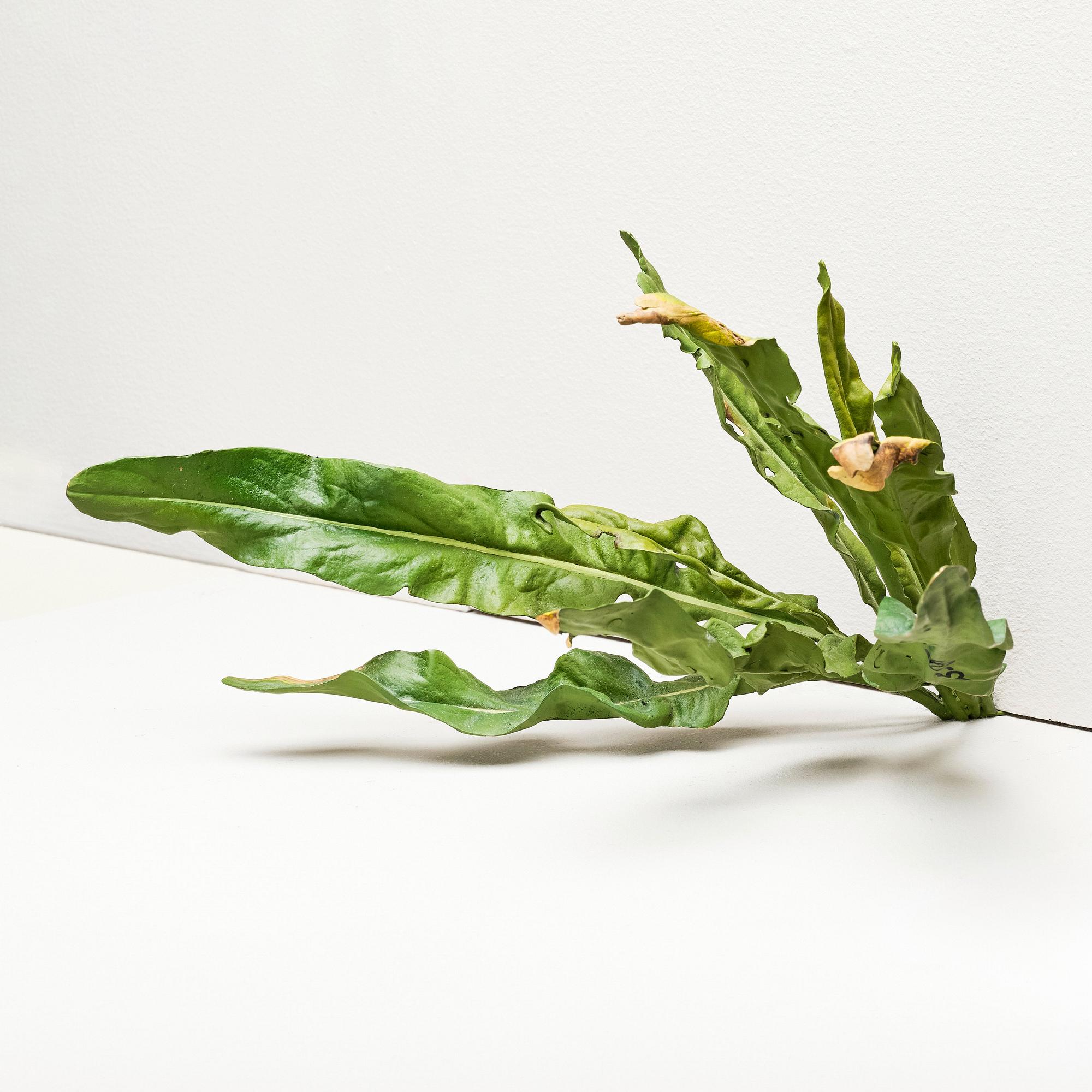 Tony Matelli, "Weed #65".