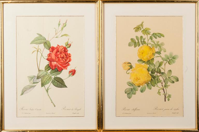TRYCK, 2 st, efter P.J. Redouté, ur bokverket "Les Roses", 1900-talets senare hälft.