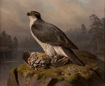 FERDINAND VON WRIGHT, HAUKKA SAALIINSA KANSSA.