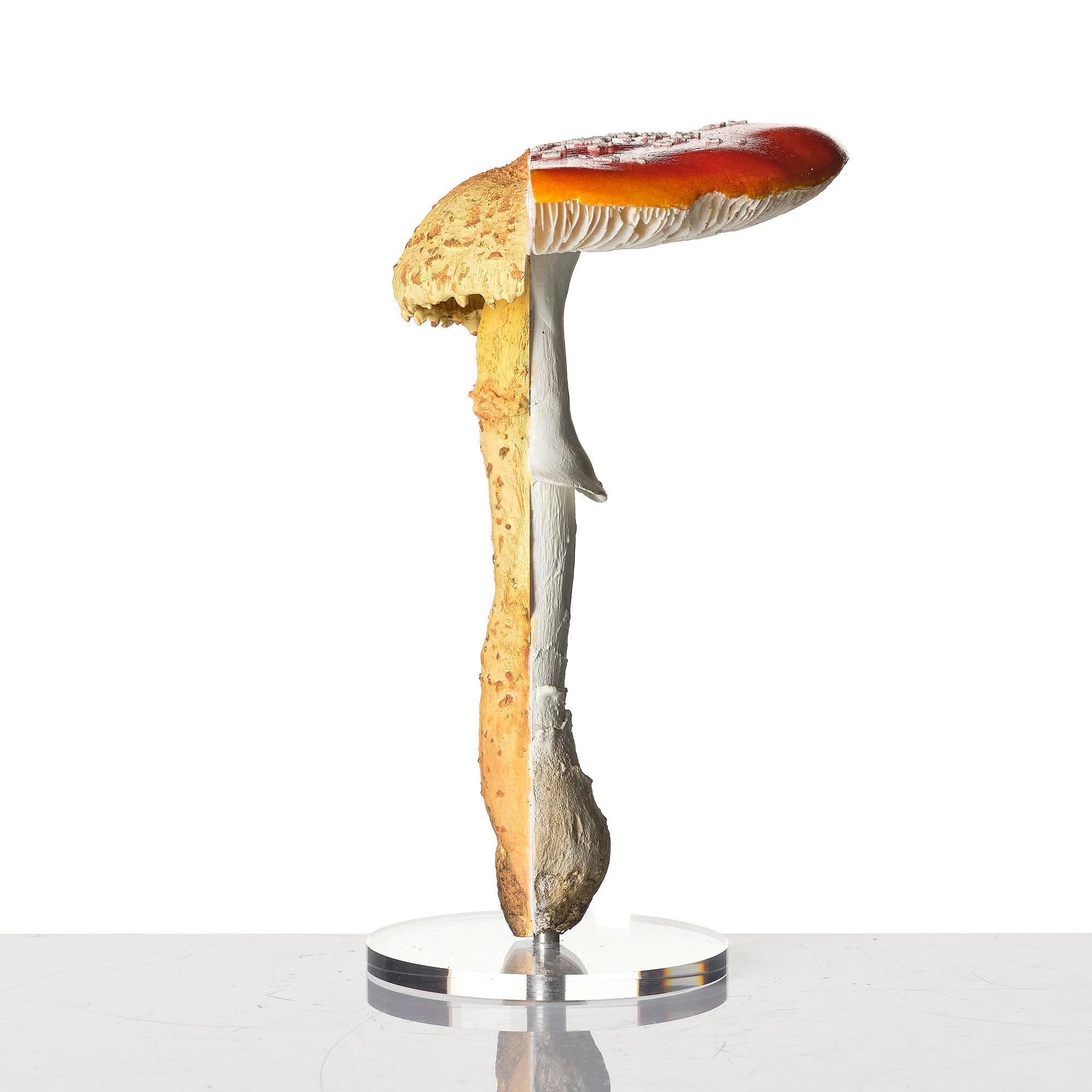 Carsten Höller, "Double Mushroom Vitrine (Once)".