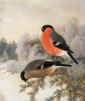 122. Ferdinand von Wright, BULLFINCHES.