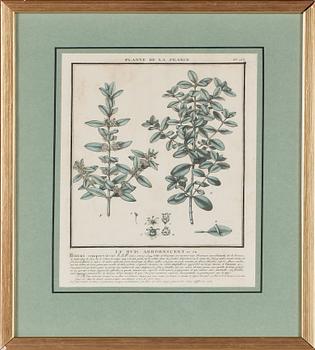 GRAFISKA BLAD, 4 st, kolorerade, 1700/1800-tal.