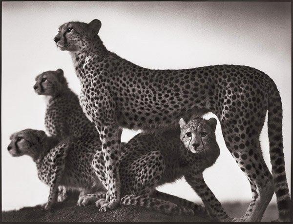 Nick Brandt, "Cheetah and Cubs, Masai Mara, 2003".