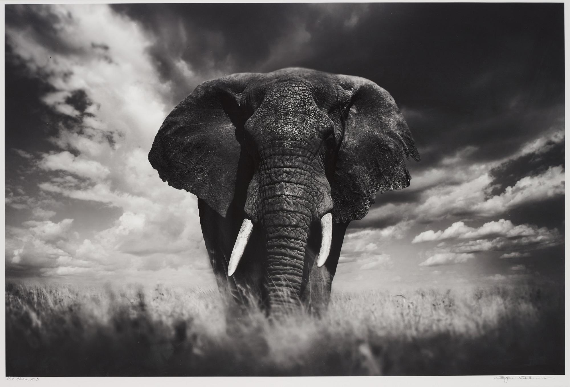 Björn Persson, "Africa", 2015.