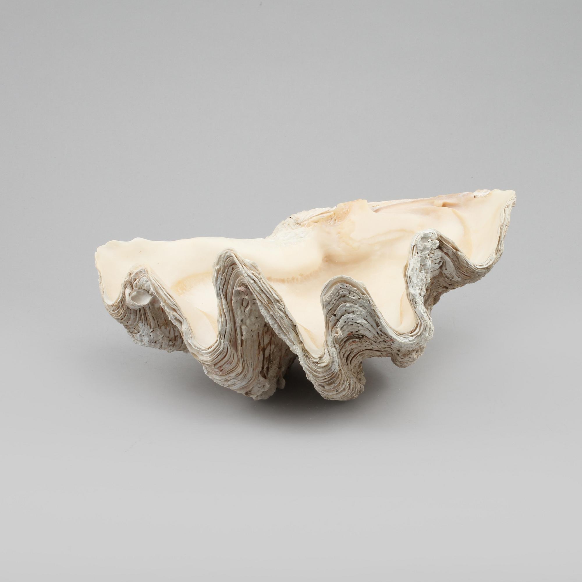 FOSSIL, mussla.