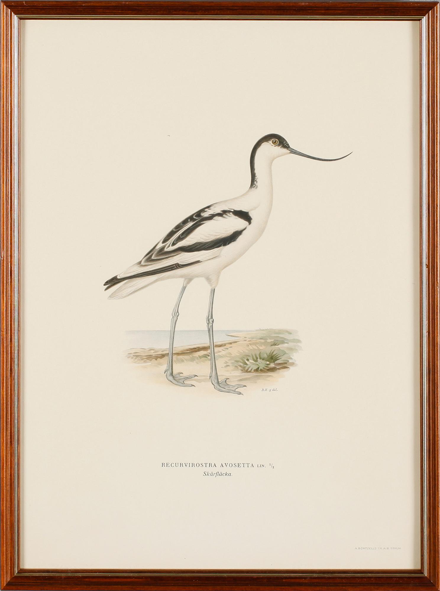 LITOGRAFISKA TRYCK, 13 st, ur von Wrights "Svenska fåglar", A. Börtzells, Stockholm.