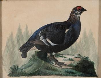 FERDINAND VON WRIGHT, BLACK GROUSE IN SUMMER.