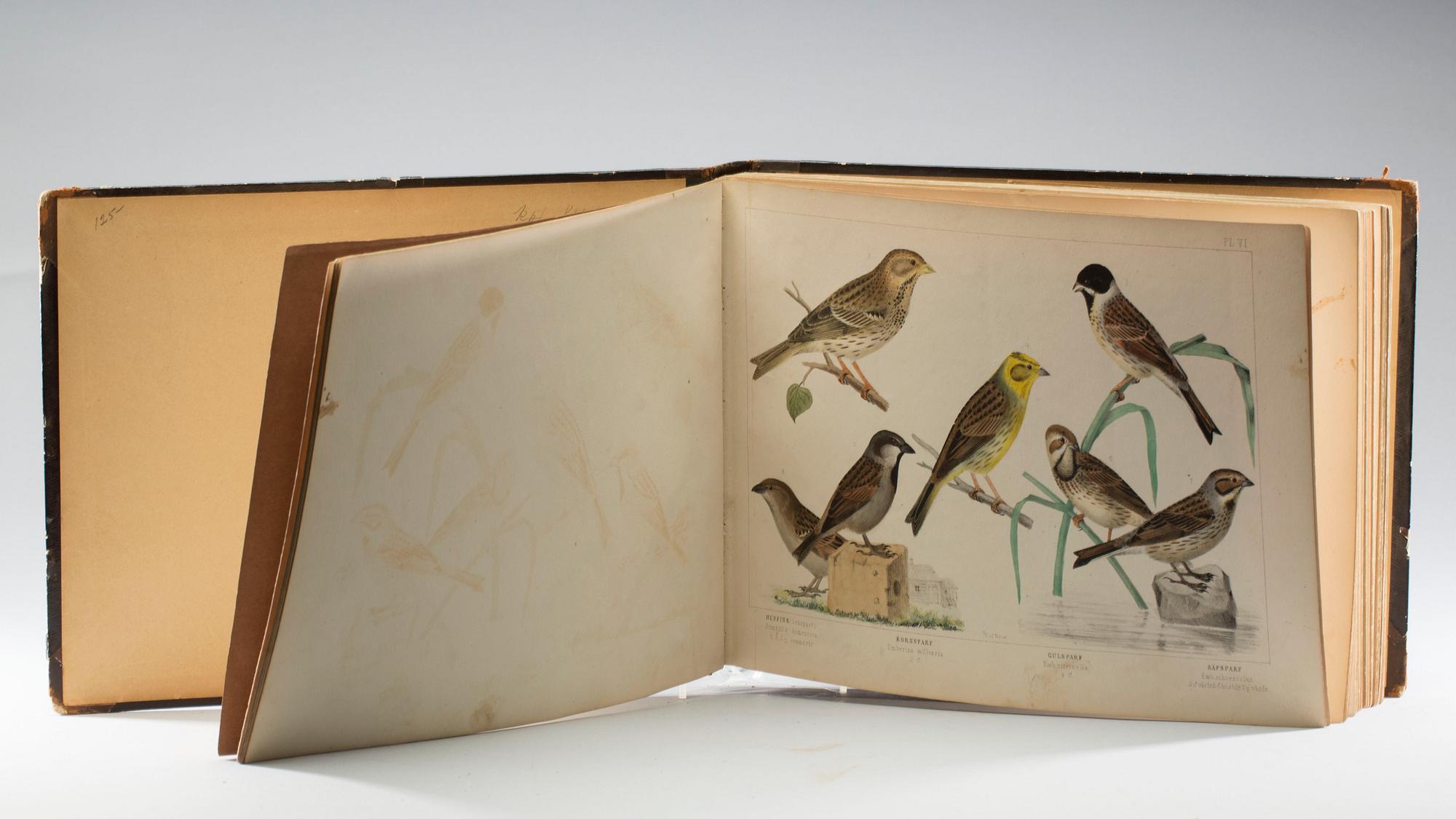 CARL JACOB SUNDEVALL, "Svenska Foglar", Stockholm. 1856-71.