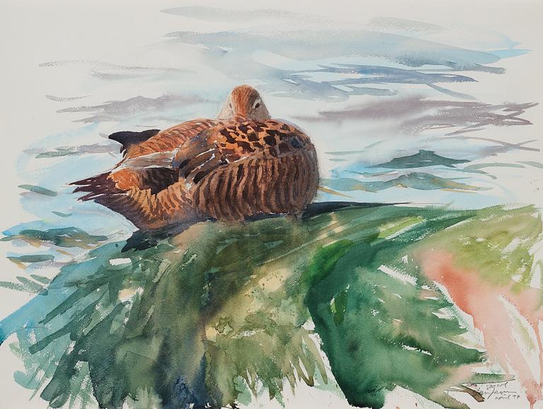 Lars Jonsson, "Åda i vårsol" (Common eider in spring sun).