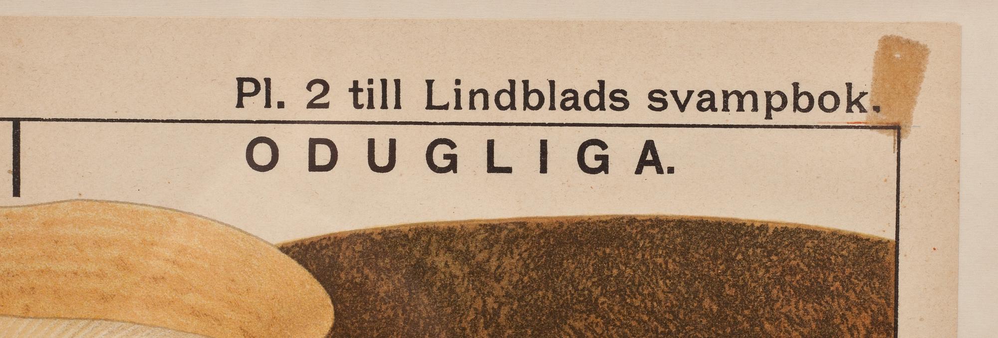 SVAMPPLANSCH, 2 st. pl 2 och 3 ur Lindblads svampbok. 1900-tal.