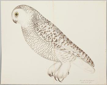 OLOF RUDBECK DY, "Portföljen", med kommentar av Gunnar Brusewitz och Tomas Anfält.