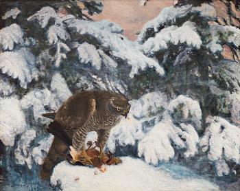 504. Bruno Liljefors, Northern goshawk with prey.