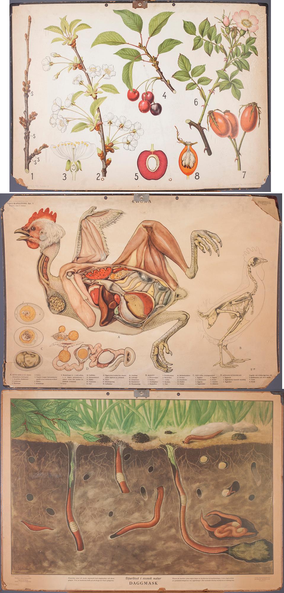 SKOLPLANSCHER, 3 st, Chr. Cato, Victor Pettersons Bokindustri A. B. och Gunnar Spietz A.B., 1900-talets första hälft.