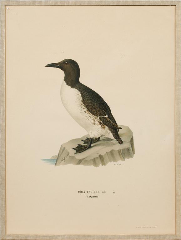 Ten prints from M and W von Wrights book "Svenska fåglar", printed at A. Börtzells in Stockholm, 20th century.