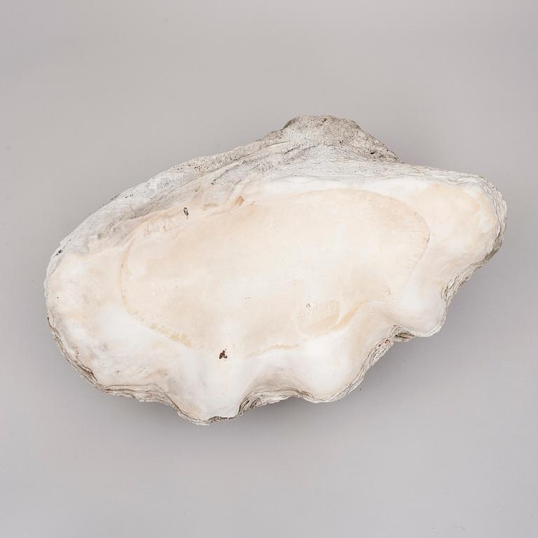 MUSSLA, fossil.