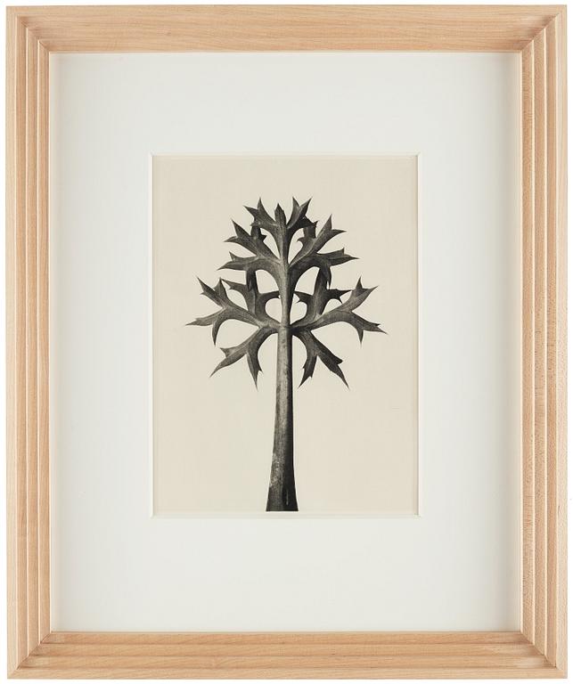 Karl Blossfeldt, "Urformen der Kunst", 1928 (22 parts).