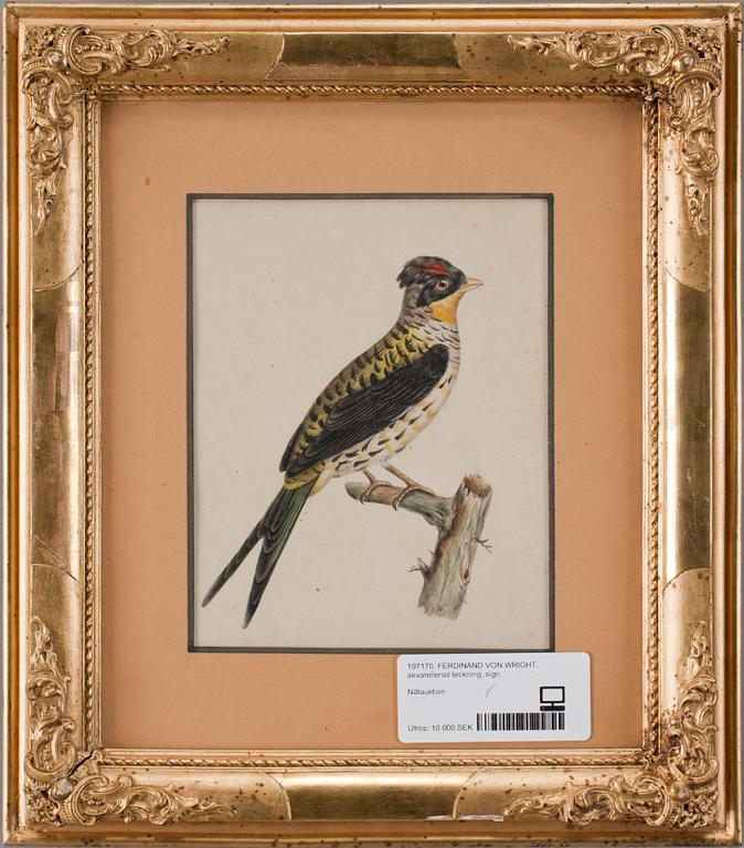 FERDINAND VON WRIGHT, akvarellerad teckning, sign.