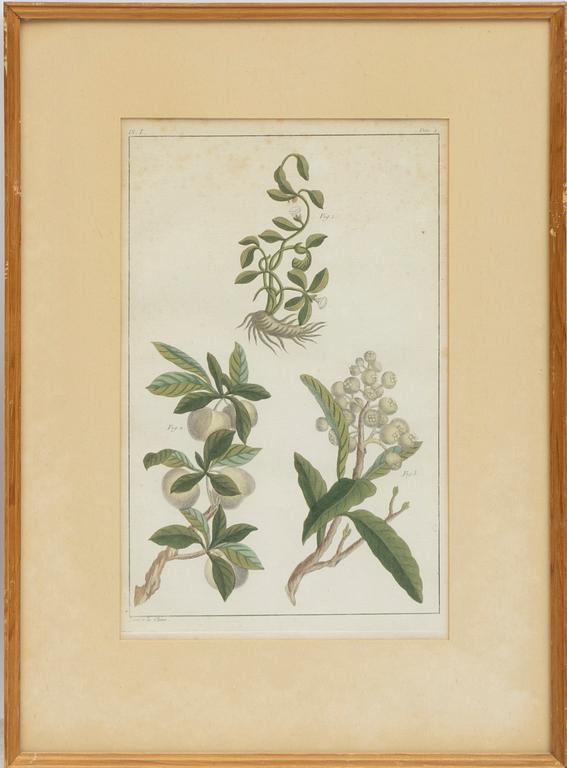 Five hand-coloured botanical copper plates, 18th-19th century. Including Johann Jakob Haid & Augustus Vind.