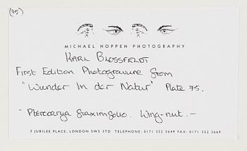 Karl Blossfeldt, "Urformen der Kunst", 1928 (22 st).