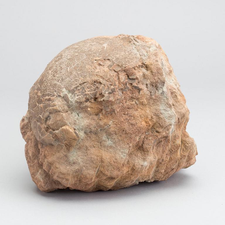 DINOSAURIEÄGG, fossil, enligt intyg omkring 65 milj år gamla.