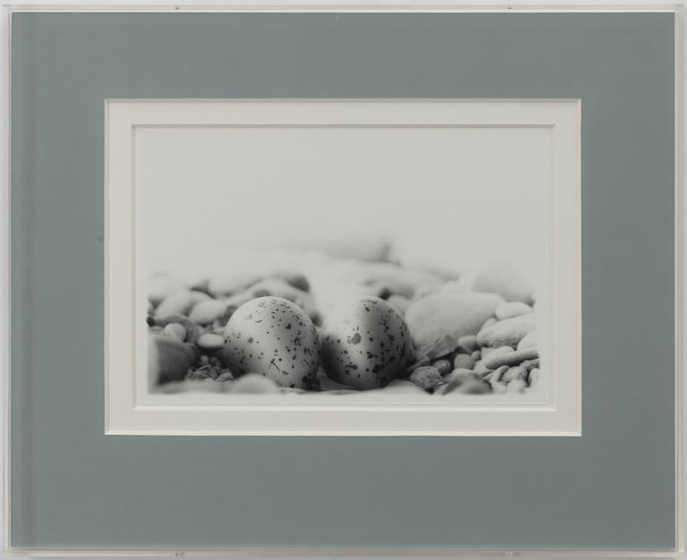 Dick Clevestam, "Stenrede med ägg av Strandpipare".