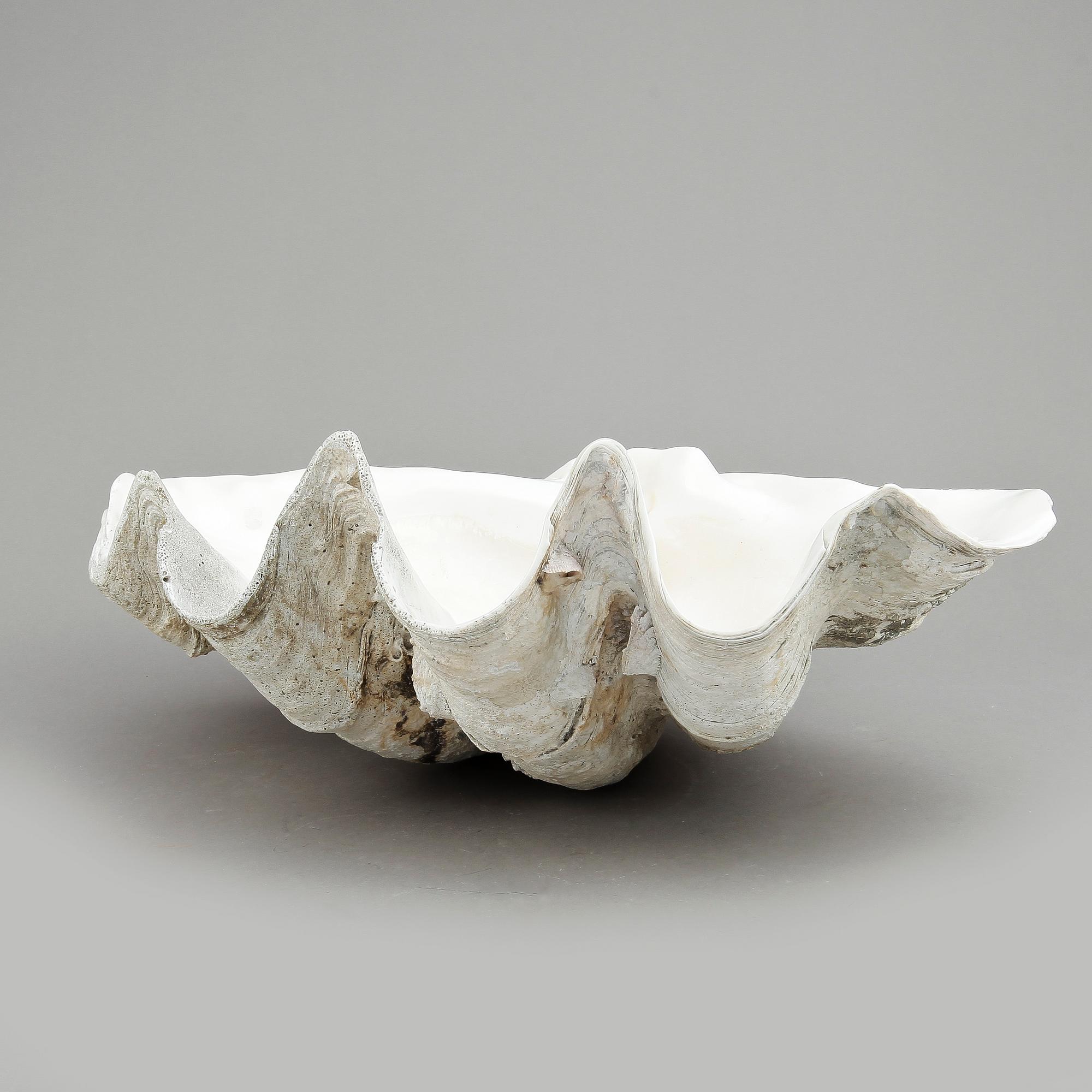 MUSSLA, fossil.