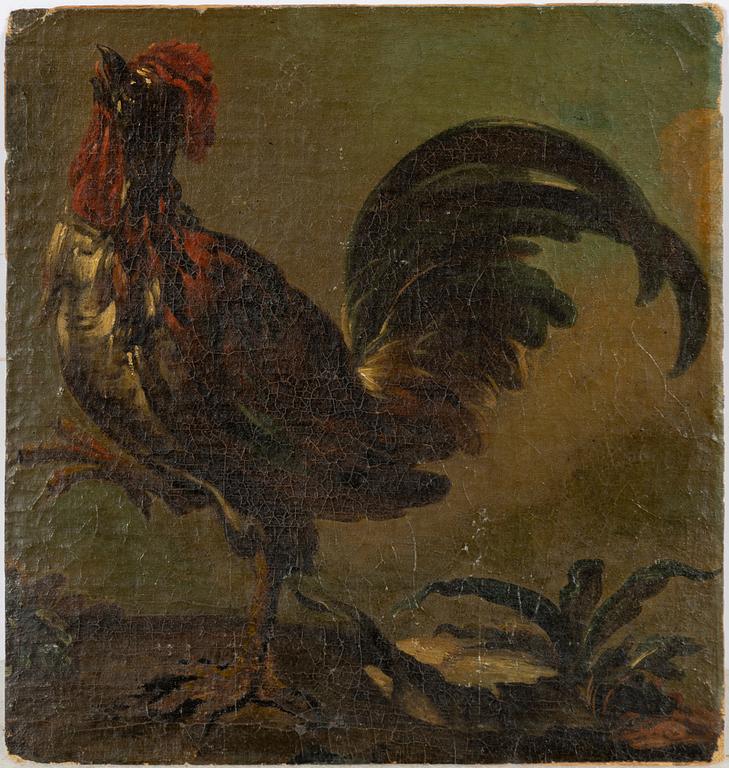 Okänd konstnär, 1700-tal, Tupp.