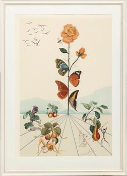Salvador Dalí, after lithograph printed signature and numbered 2507/5000.