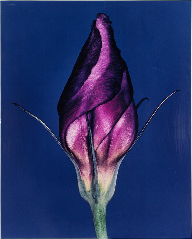 HELENE SCHMITZ, Fotografi monterat på aluminium signerat och daterat 2001 och numrerat 1/10 a tergo.