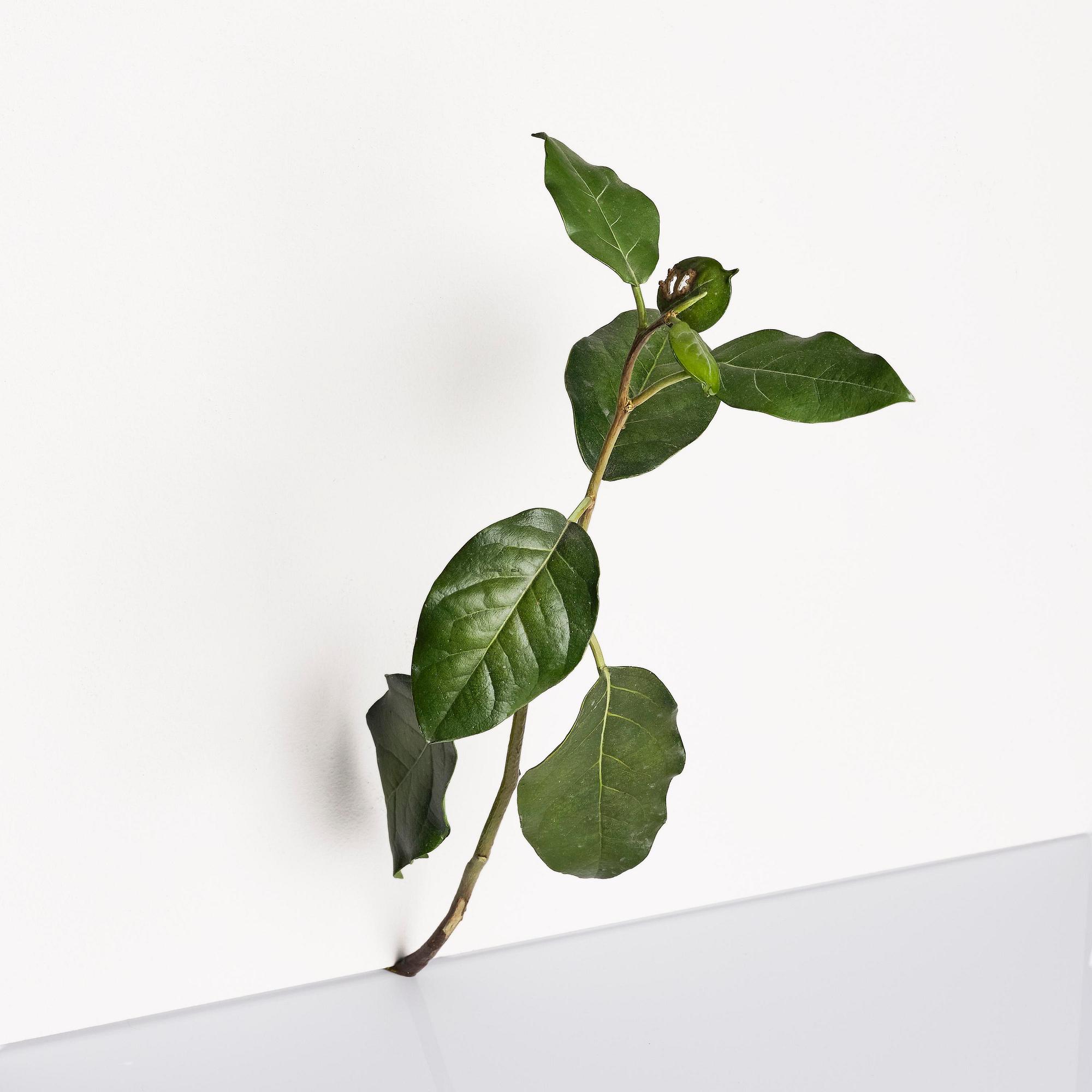 Tony Matelli, "Weed #424".