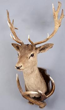 TROFÉ, hjorthuvud. 1900-tal.