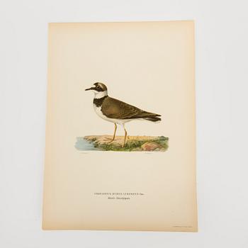 LITOGRAFISKA TRYCK, 40 st, bl.a. Magnus och Wilhelm von Wright, ur Svenska Fåglar, Börtzells AB, Stockholm.