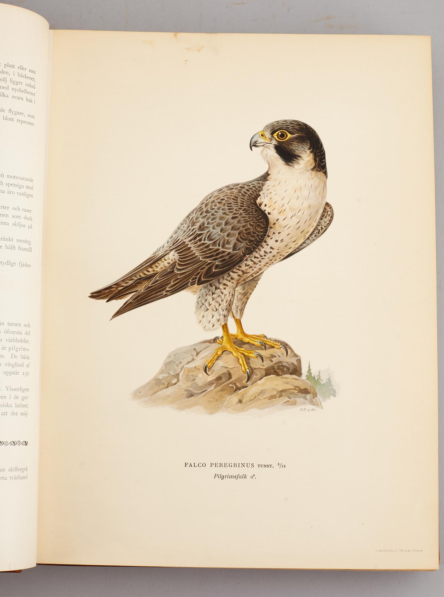 A set of three books about Swedish birds by von Wright. 1927.