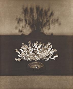 152. Robert Mapplethorpe, "Vase of crocuses from the Flowers series", 1983.