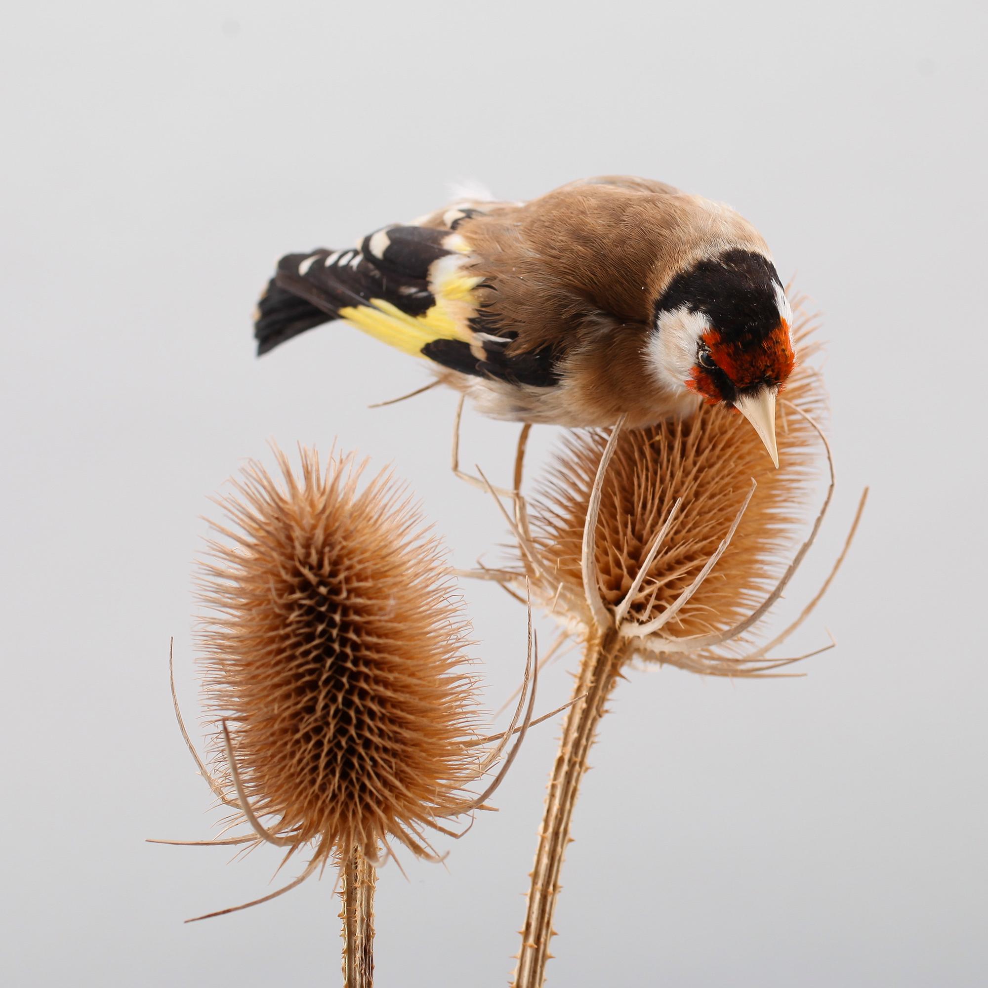 TAXIDERMI, uppstoppad fågel, England, omkring år 1900.