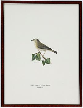 LITOGRAFIER, 12 stycken, ur "Svenska fåglar", Magnus och Wilhelm von Wright, A Börtzells, 1900-talets första hälft.