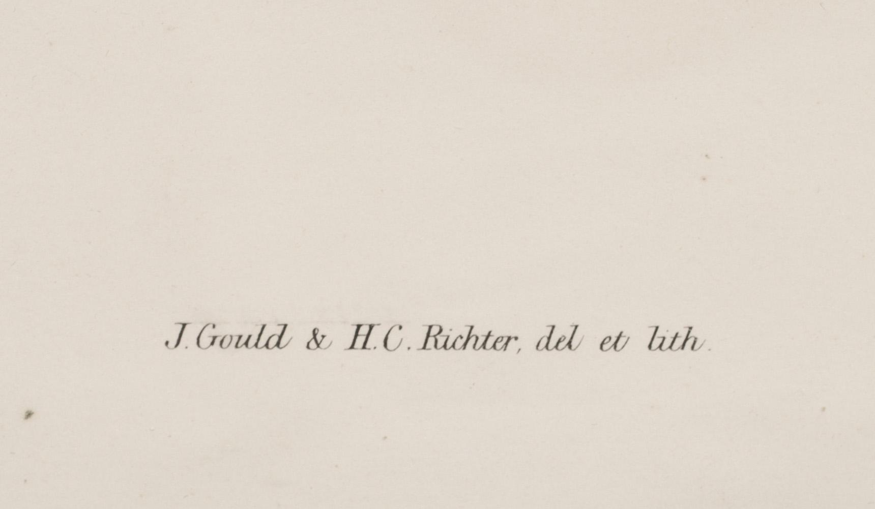FÄRGLITOGRAFI. Efter J Gould och H C Richter.