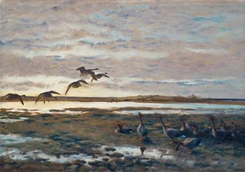 665. Bruno Liljefors, Geese in the field.