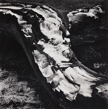 225. Ansel Adams, Untitled, probably 1950's.