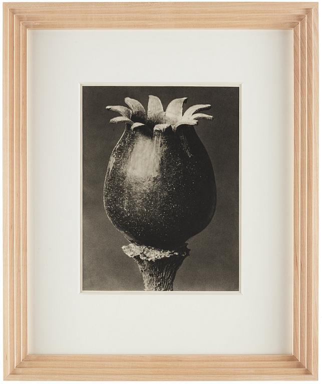 Karl Blossfeldt, "Urformen der Kunst", 1928 (22 parts).