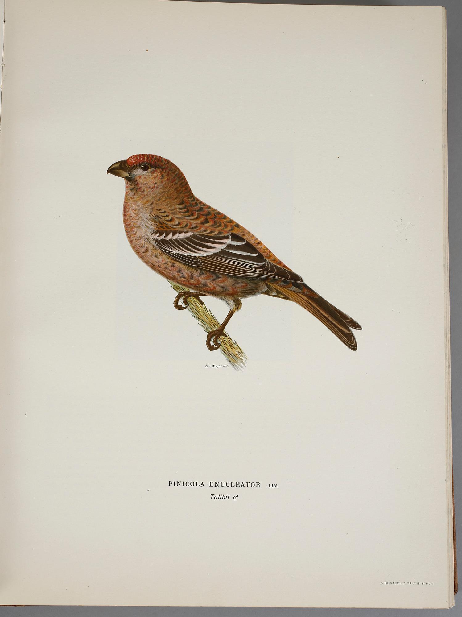 BÖCKER, 3 volymer, M., W. och F. von Wright, "Svenska Fåglar". Andra upplagan, 1929. Förlaget Svenska Fåglar.