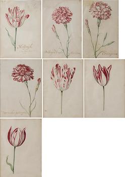 624. Jacob Marrel Attributed to, Study of flowers (7).