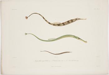 ALBUM, 55 st kolorerade gravyrer,  Publié par Ernest Bourdin, 1800-tal.
