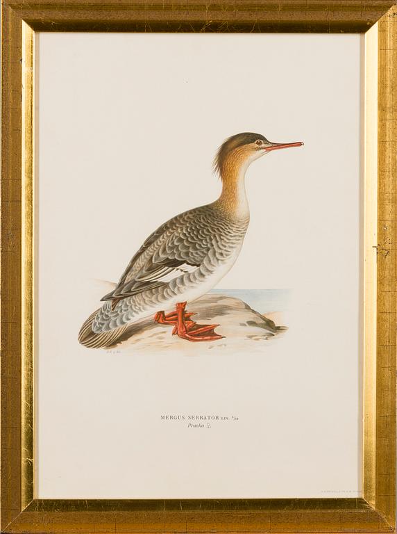 LITHOGRAPHS, 5 pcs, after Wilhelm von Wright and Bror Hallberg. A. Börtzell, Stockholm.