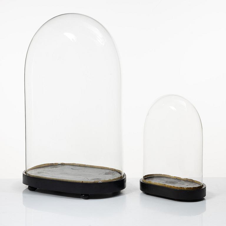 Two glass domes, 19th Century.