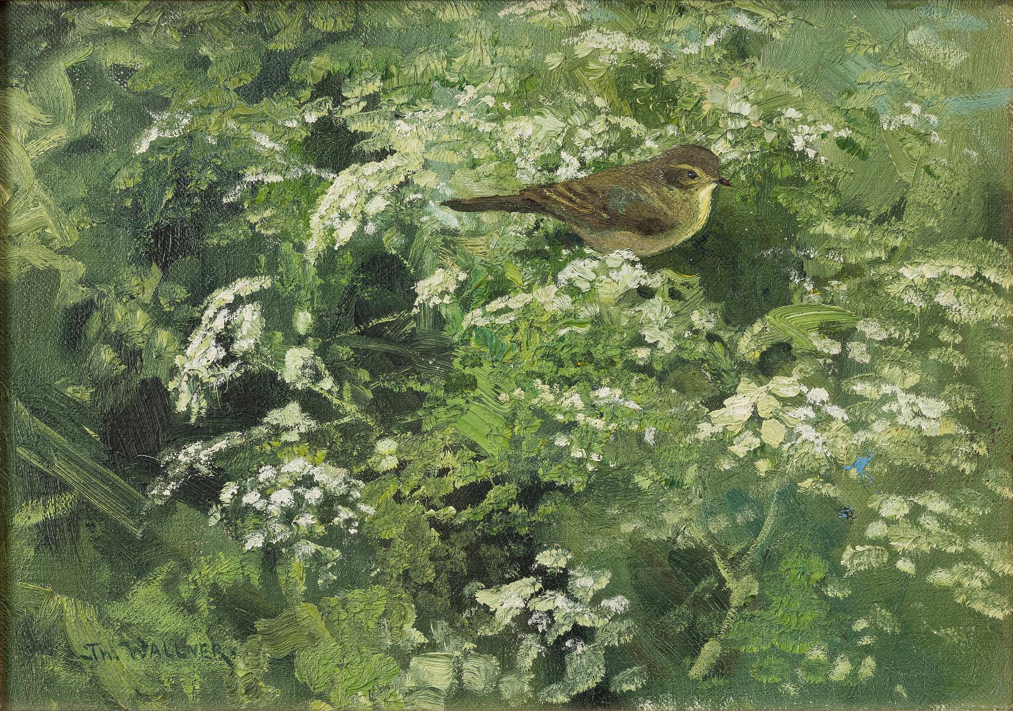 Thure Wallner, Common Chiffchaff.