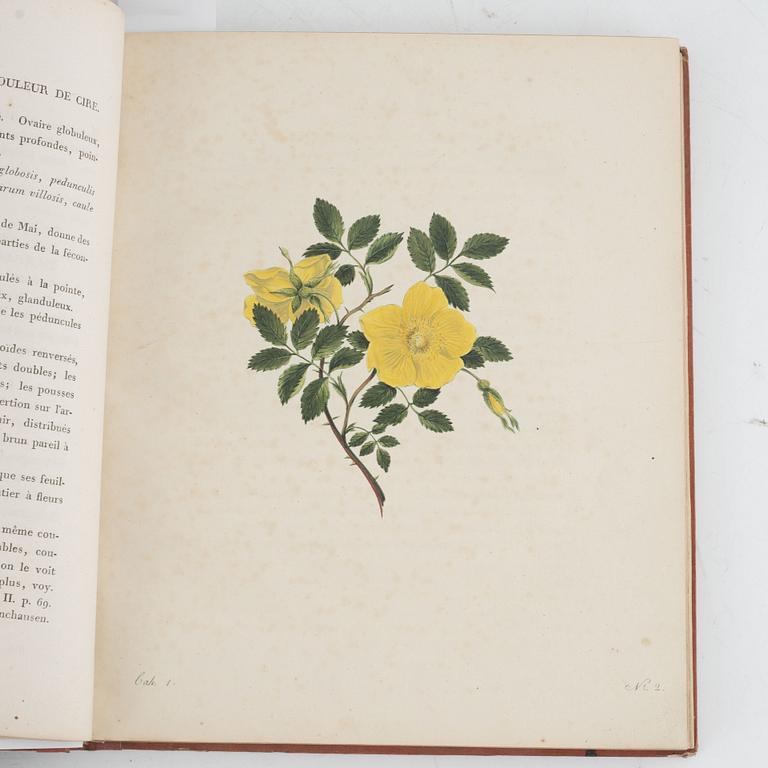 With 30 hand-coloured plates of Roses.