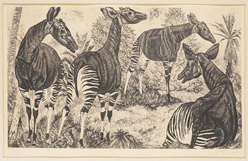 517. Eduard Wiiralt, "Okaapid".