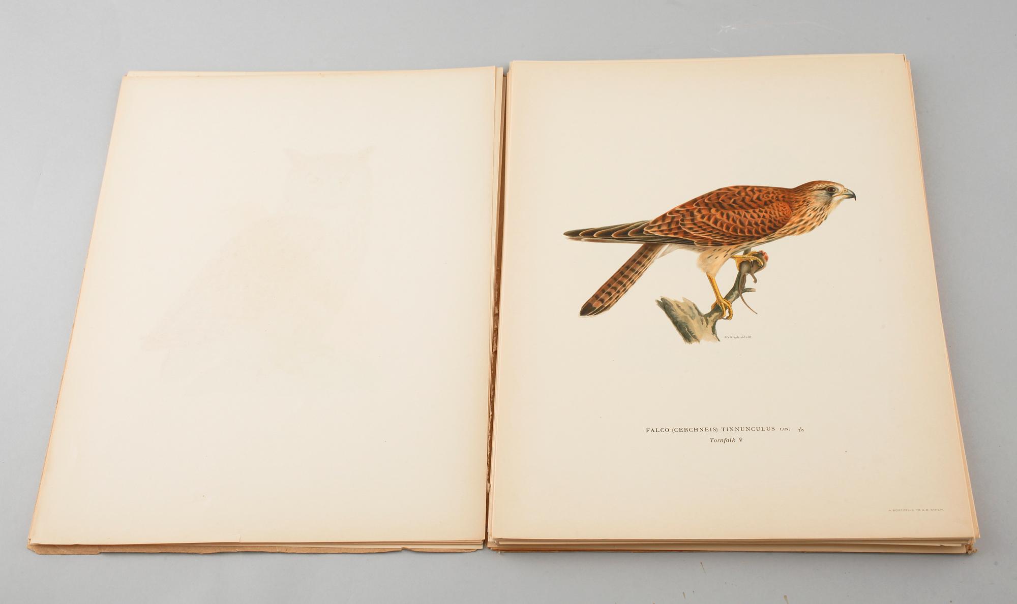 LITOGRAFISKA TRYCK, 50 st, ur M och W von Wrights "Svenska fåglar", A. Börtzells, Stockholm, 1900-talets första hälft.