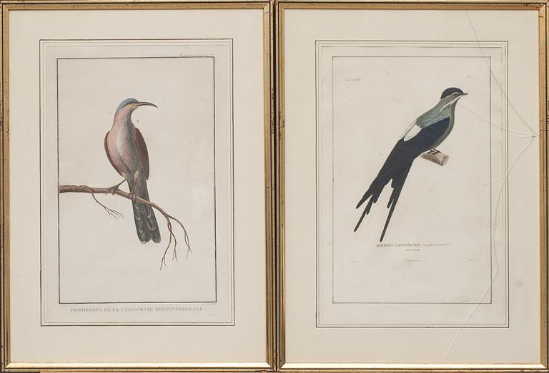 KOPPARSTICK, 3+1 st, handkolorerade. Bland annat "Promerops de la Californie Septentrionale"gravör Le Pagelet. 1700-tal.